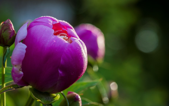 芍药花