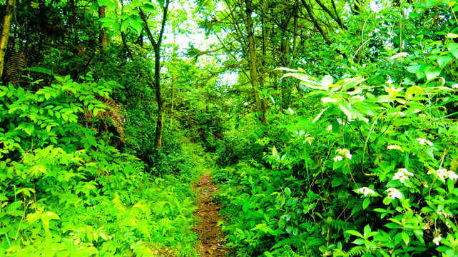 林荫路