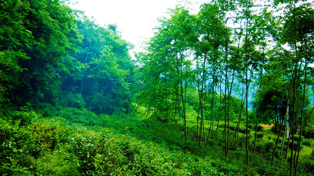 茶树种植  绿色山林