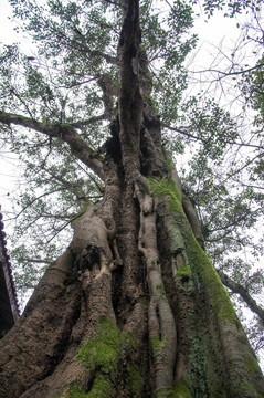 郪江古镇石包树