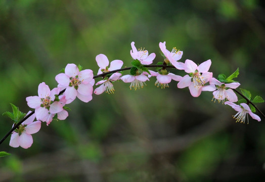 桃花