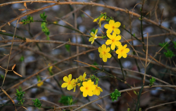 迎春花