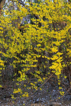 迎春花