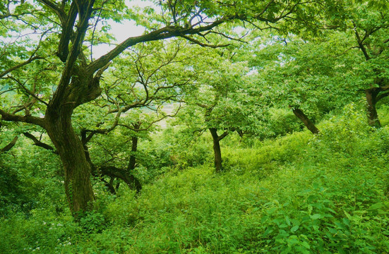 深山老林