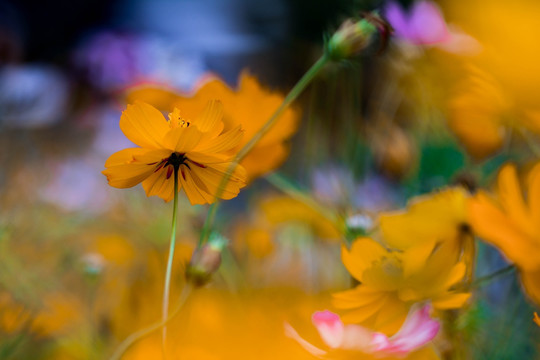 花海