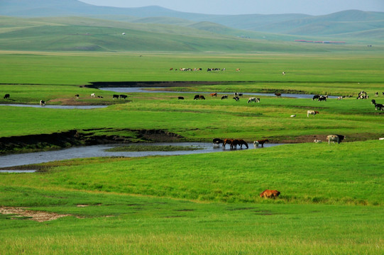 夏季草原河流牧场牛群