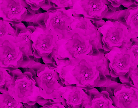 紫色玫瑰背景