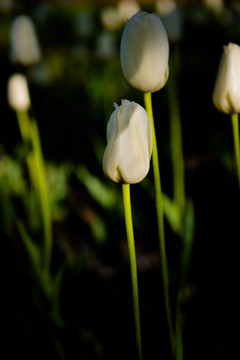 唯美白色郁金香花