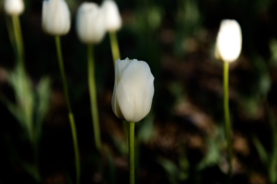 白色郁金香 白花 鲜花 花园