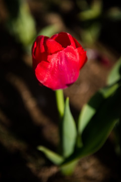 红色郁金香 花蕾 鲜花