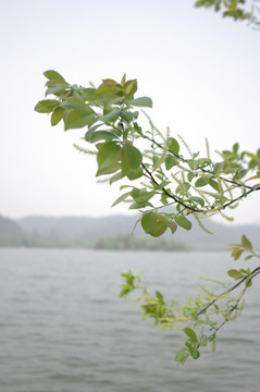 湘湖水面