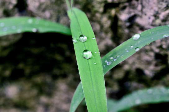 草叶露水