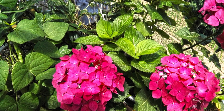 绣球花