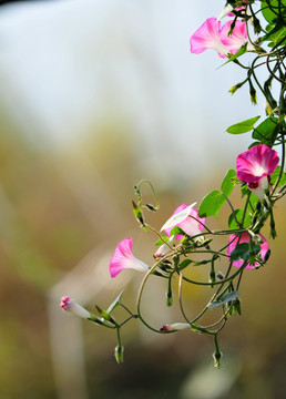 牵牛花