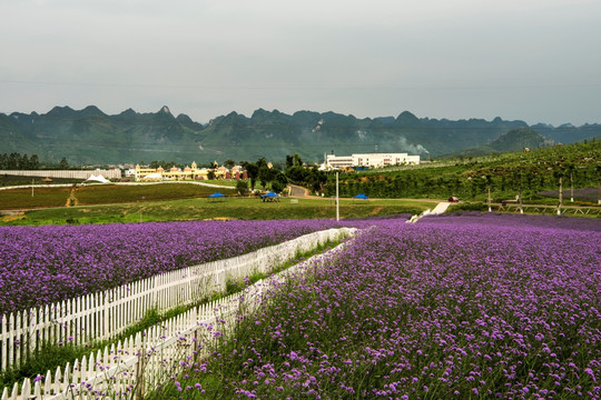 忻城薰衣草庄园