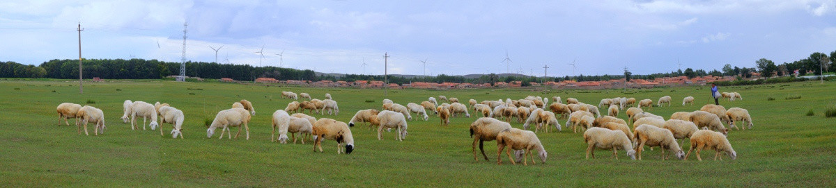 草地牧羊人羊群