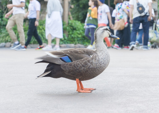 城市里的野鸭