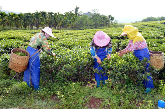 海南白沙绿茶 采茶的茶农