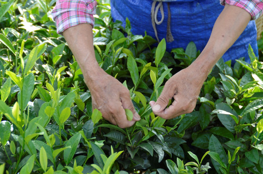 海南白沙绿茶 采茶的茶农