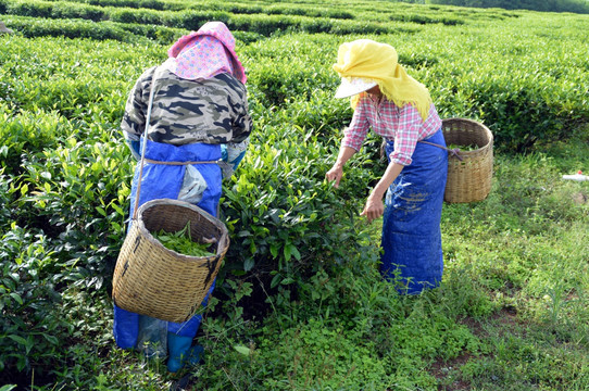 海南白沙绿茶 采茶的茶农