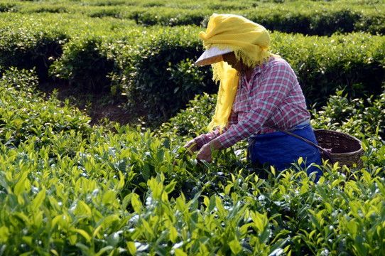 海南白沙绿茶 采茶的茶农