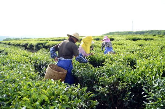 海南白沙绿茶 采茶的茶农