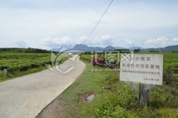 海南 白沙 绿茶