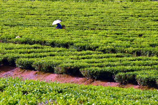 采茶 茶农