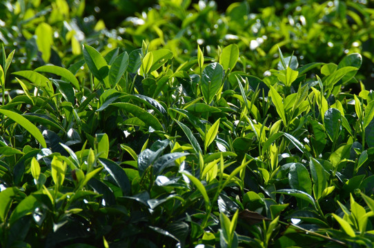 海南 白沙 绿茶