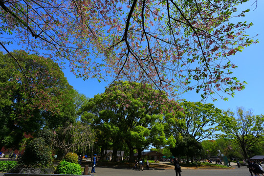 樱花树