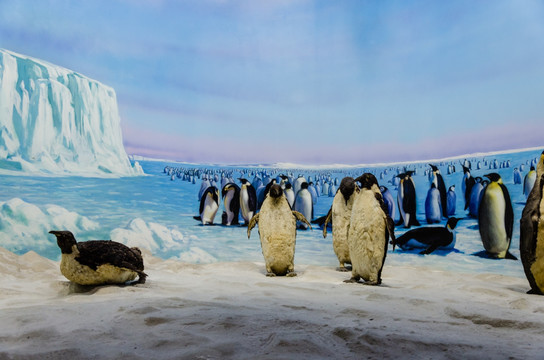 南极企鹅 帝企鹅