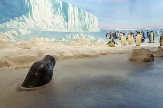 南极企鹅 海豹 帝企鹅