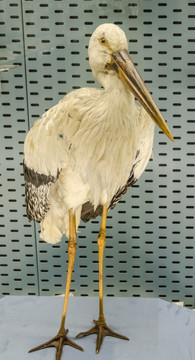 东方白鹳标本 鸟类标本