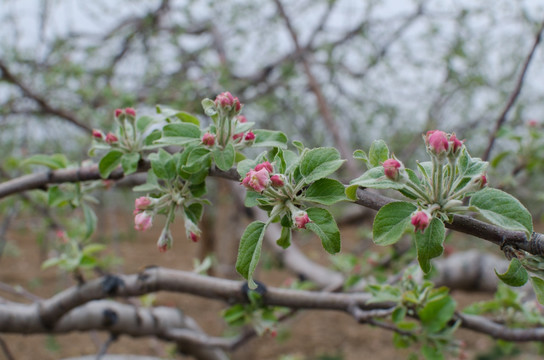 花朵 苹果树