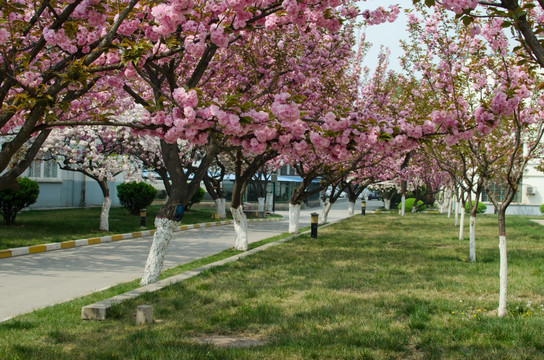 樱花树 景观园林