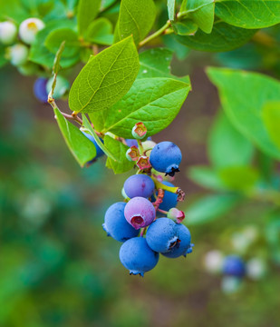 新鲜 蓝莓