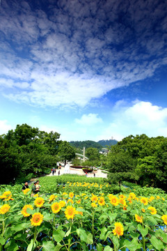 重庆生态园林 南山植物园