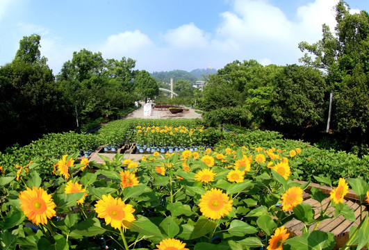 重庆公园 花卉景观