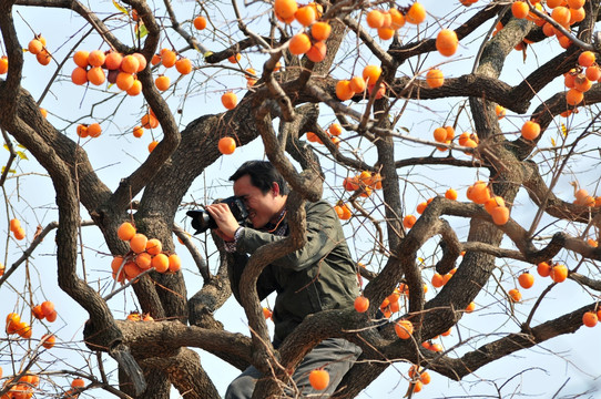 柿子树上的摄影人