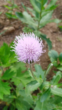 野菊花