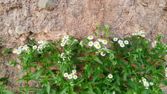 山崖下的菊花