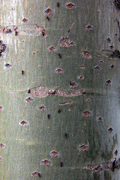 厚壳树树皮