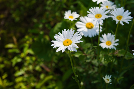 雏菊