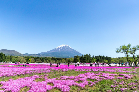 富士山 芝樱祭