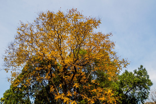 色彩艳丽的大树树冠