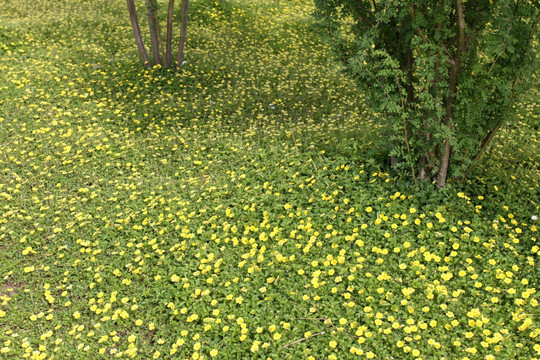 野花 野草 原野 田野 植物