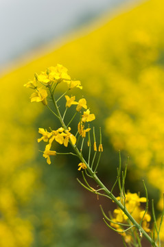 油菜花