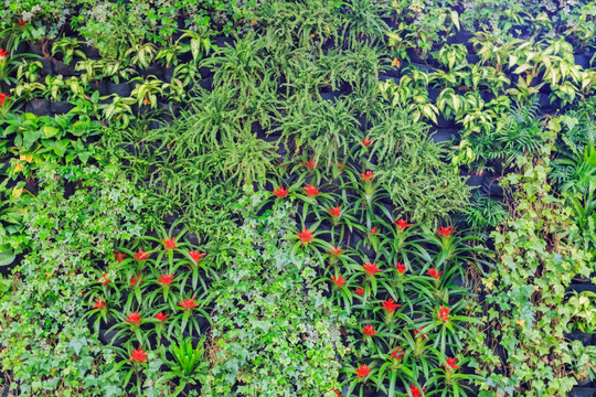 植物 绿墙 植物墙