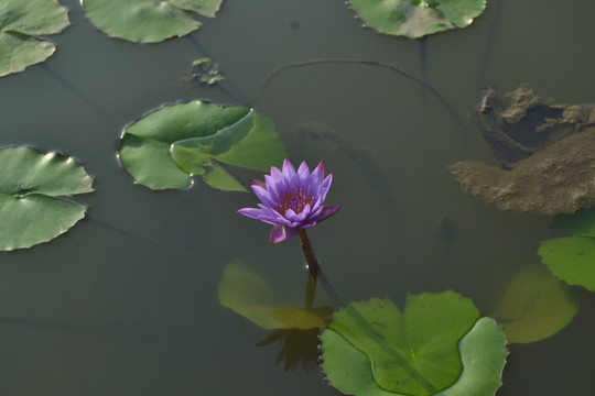 花卉