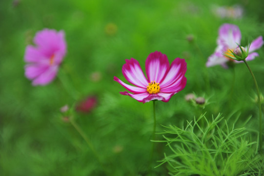 格桑花